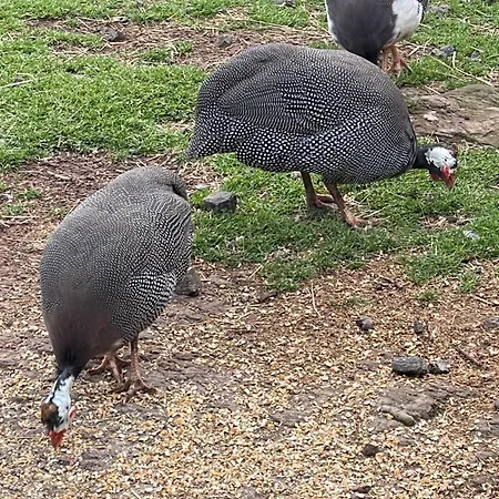 Nia's Farm * Librazhet