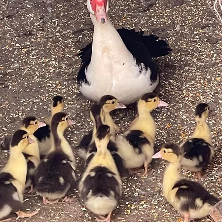 Nia's Farm * Librazhet