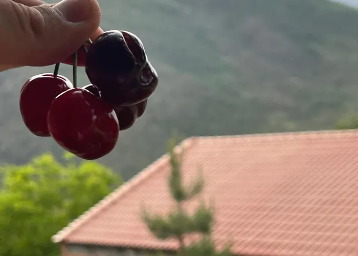 Nia's Farm Pensjonat *